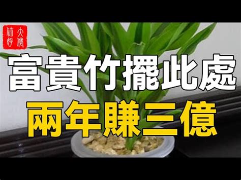 發財竹|專家揭秘：發財竹旺財秘訣